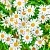 Willow and Chamomile Fragrance Oil 1 L cosmetic ingredient Mylo Opt