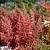 Rhodofiltrat Palmaria, 1 л описание и применение
