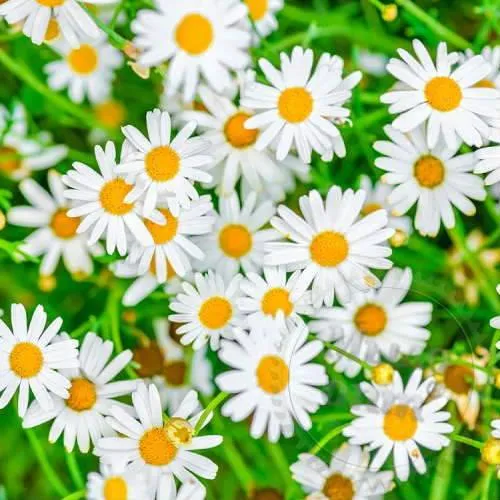 Willow and Chamomile Fragrance Oil 1 L Mylo Opt global supplier Willow and Chamomile Fragrance Oil 1 L cosmetic ingredient Mylo Opt