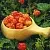 Cloudberry CO2 Extract 1 kg cosmetic ingredient Mylo Opt