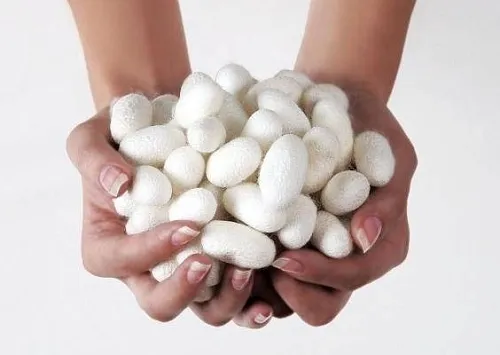 Silkworm cocoons Mylo Opt global supplier Silkworm cocoons cosmetic ingredient Mylo Opt