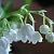 Forest Lily Of The Valley Fragrance Oil 1 L, photos, reviews, use