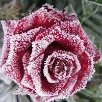 Dry granulated Fragrance Oil Frozen Flowers 1 kg cosmetic ingredient Mylo Opt