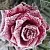 Dry granulated Fragrance Oil Frozen Flowers 1 kg cosmetic ingredient Mylo Opt