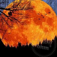 Fragrance Oil Autumn Moon 1 L cosmetic ingredient Mylo Opt