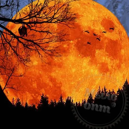 Fragrance Oil Autumn Moon 1 L Mylo Opt global supplier Fragrance Oil Autumn Moon 1 L cosmetic ingredient Mylo Opt