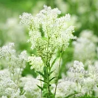 Dried flowers Meadowsweet vase-leaved flowers, 1 kg