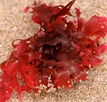 Astaxanthin, 100 ml