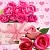 Rose Fragrance Oil for sweetheart 1 L cosmetic ingredient Mylo Opt