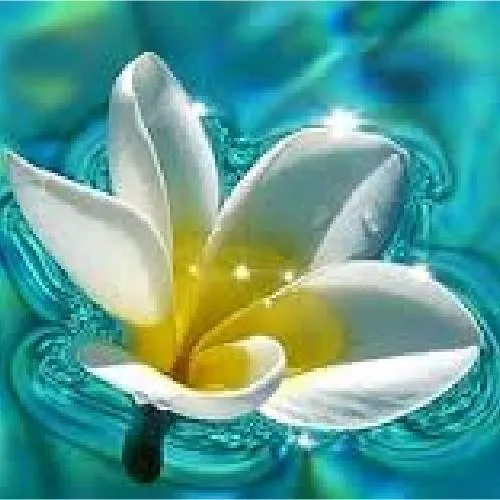 Frangipani wax 1 kg Mylo Opt global supplier Frangipani wax 1 kg cosmetic ingredient Mylo Opt