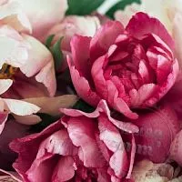 Отдушка Peony and Amberwood, 1 л описание и применение