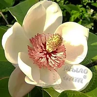 Cosphaderm Magnolia Extract 98, 100 гр описание и применение