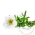 Dried flowers White cinquefoil 1 kg cosmetic ingredient Mylo Opt