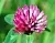 Dried flowers Red Clover 1 kg cosmetic ingredient Mylo Opt