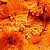 Calendula Fragrance Oil France 1 L cosmetic ingredient Mylo Opt