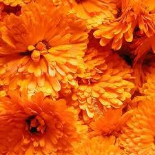 Calendula Fragrance Oil France 1 L Mylo Opt global supplier Calendula Fragrance Oil France 1 L cosmetic ingredient Mylo Opt