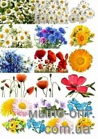 Купить Картинки на водорастворимой бумаге Цветы полевые в Украине