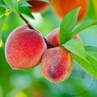Ароматизатор пищевой Peach Jubilee, 1 литр артикул VV17011806