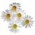 Chamomile Glycolic Extract 25 ml, photos, reviews, use