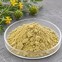 Tribulus Extract Powder 5 g cosmetic ingredient Mylo Opt