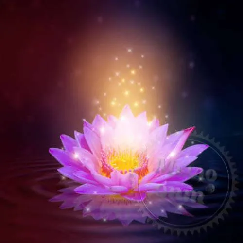 Lotus Extract Powder 1 kg Mylo Opt global supplier Lotus Extract Powder 1 kg cosmetic ingredient Mylo Opt