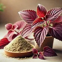 Forskolin Extract Powder 10 g, rating ⭐⭐⭐⭐⭐, 14.99 UAH – Milo Opt, worldwide delivery
