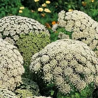 Эфирное масло Амми BIO, 5 мл