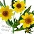Bidens Extract Powder 5 g cosmetic ingredient Mylo Opt