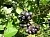 Black Chokeberry Extract (concentrate) 1 L cosmetic ingredient Mylo Opt