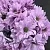 Chrysanthemum Fragrance Oil 1 L cosmetic ingredient Mylo Opt