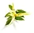 Ylang-ylang Fragrance Oil 1 L cosmetic ingredient Mylo Opt