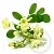 Moringa Extract Powder 100 g cosmetic ingredient Mylo Opt