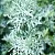 Dried flowers Wormwood 1 kg cosmetic ingredient Mylo Opt