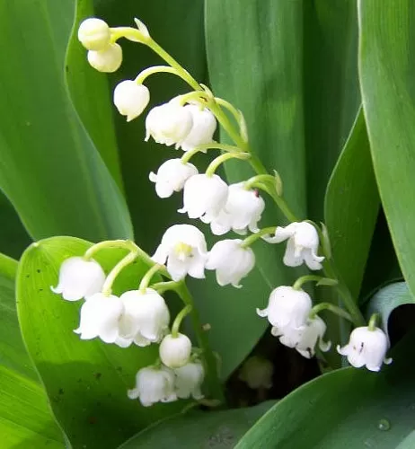 Fragrance Oil Lily of the valley Perfume, 1 liter, photos, reviews, use