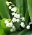 Fragrance Oil Lily of the valley Perfume, 1 liter, photos, reviews, use