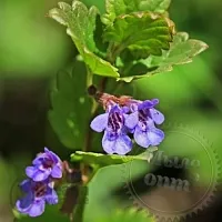 Dried flowers Budra ordinary 1 kg cosmetic ingredient Mylo Opt