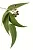 Eucalyptus Extract 50 ml cosmetic ingredient Mylo Opt