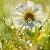 Dry granular Fragrance Oil Morning freshness 1kg cosmetic ingredient Mylo Opt