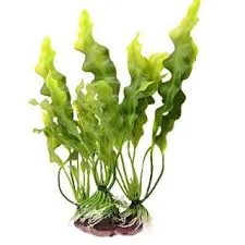 CO2 Kelp Extract 100 g Mylo Opt global supplier CO2 Kelp Extract 100 g cosmetic ingredient Mylo Opt