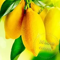 Flavor confectionery Flavor Lemon 1 L cosmetic ingredient Mylo Opt