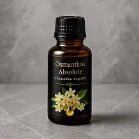 Osmanthus Absolute 500 g cosmetic ingredient Mylo Opt