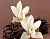Vanilla Tahitian Flavor Extract 5 ml cosmetic ingredient Mylo Opt