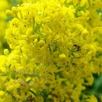 Dried flowers True bedstraw 1 kg cosmetic ingredient Mylo Opt