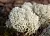 Cetraria Extract Powder 1 kg cosmetic ingredient Mylo Opt