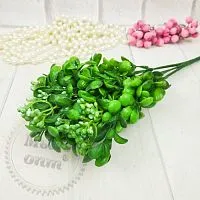 Кущ декоративний з ягідкою, зелений