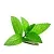 Glycolic Mint Extract 1 L, photos, reviews, use