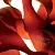 Asparagopsis armata Extract 1 L cosmetic ingredient Mylo Opt