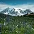 Alpine Freshness Fragrance Oil 100 ml cosmetic ingredient Mylo Opt