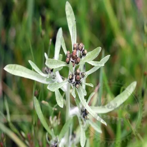 Cudweed Herb CO2 Extract 100 g Mylo Opt global supplier Cudweed Herb CO2 Extract 100 g cosmetic ingredient Mylo Opt
