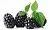 Fragrance Oil Blackberry, 10 ml, photos, reviews, use